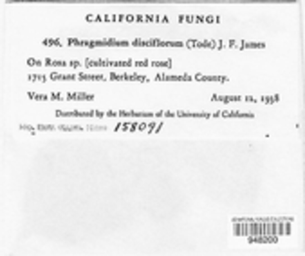 Phragmidium mucronatum image
